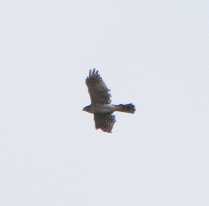 Chinese Sparrowhawk - ML641599579