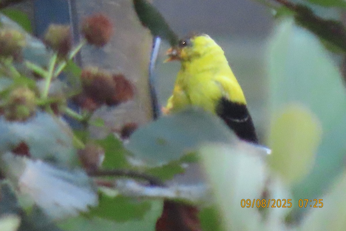 American Goldfinch - ML641599580