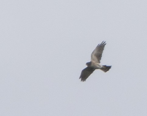 Chinese Sparrowhawk - ML641599597