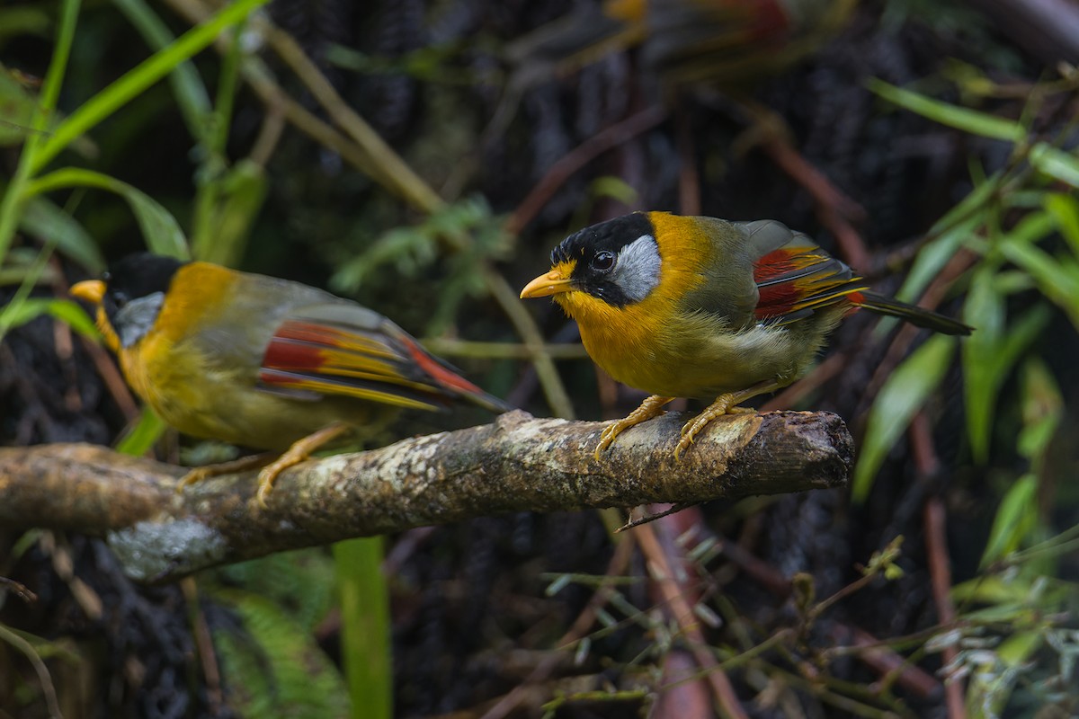 Silver-eared Mesia (Silver-eared) - ML641599598