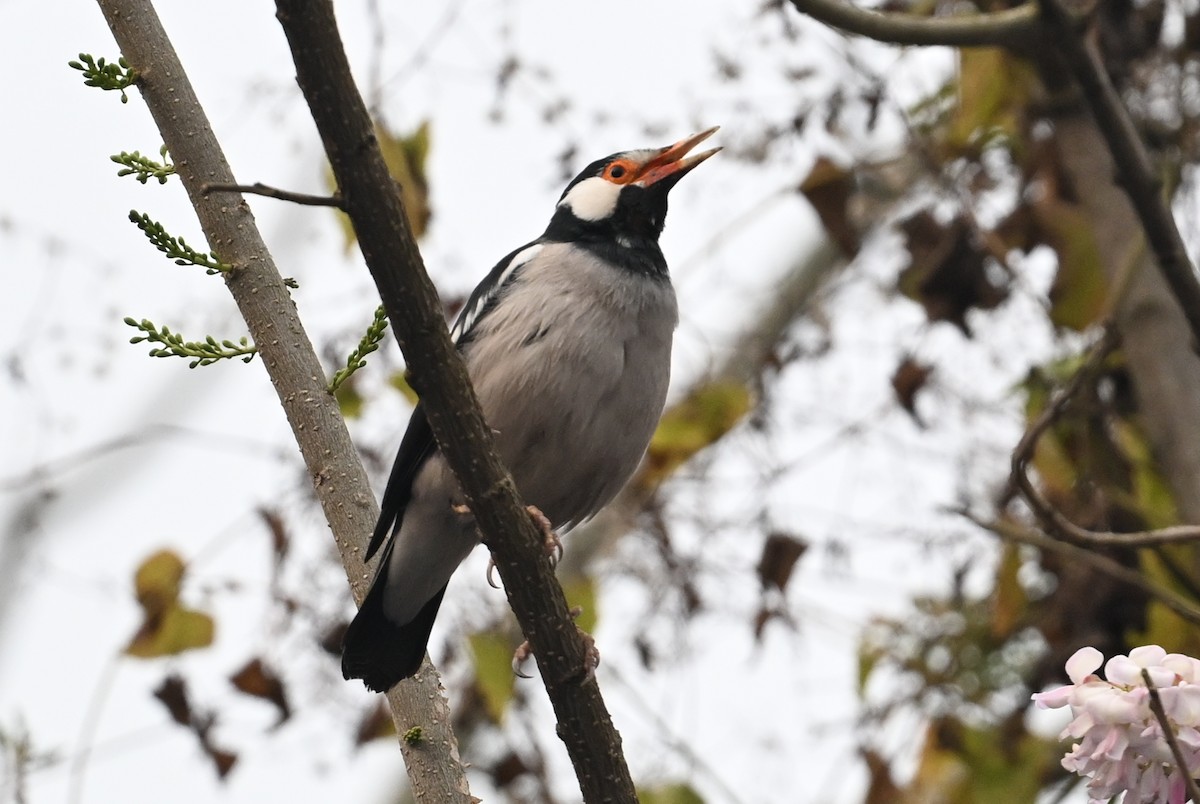 Indian Pied Starling - ML641599607