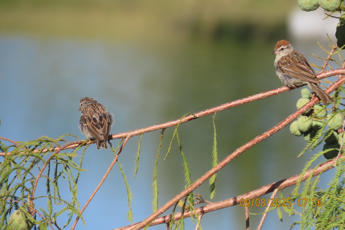 Chipping Sparrow - ML641599612
