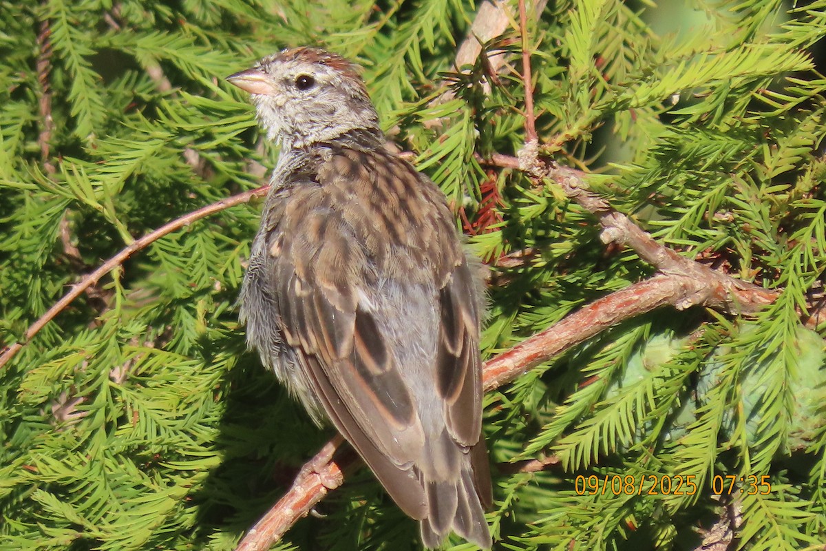 Chipping Sparrow - ML641599613