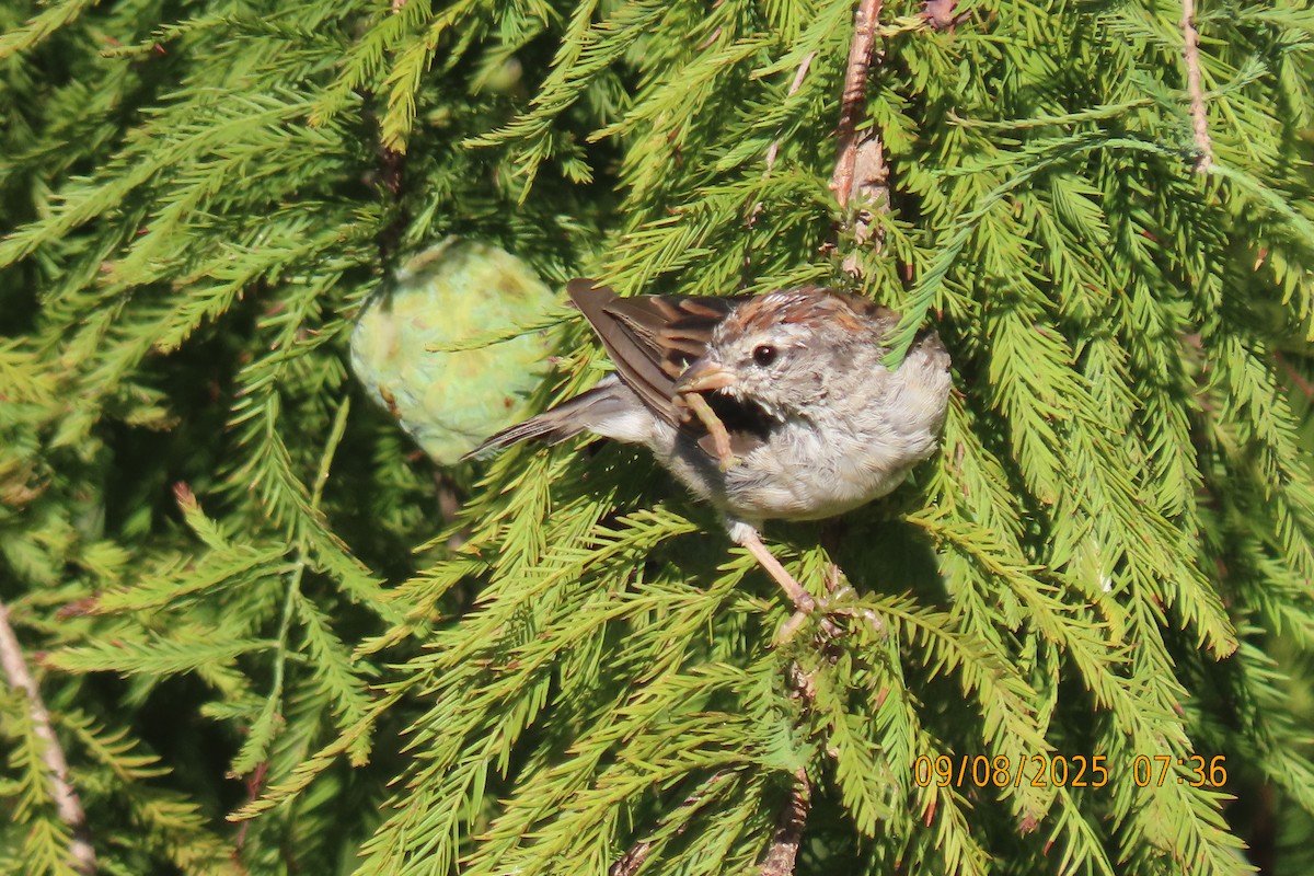 Chipping Sparrow - ML641599614