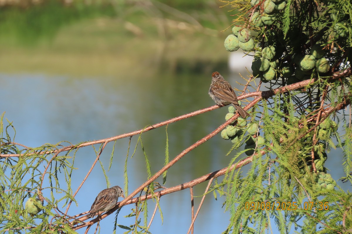 Chipping Sparrow - ML641599615