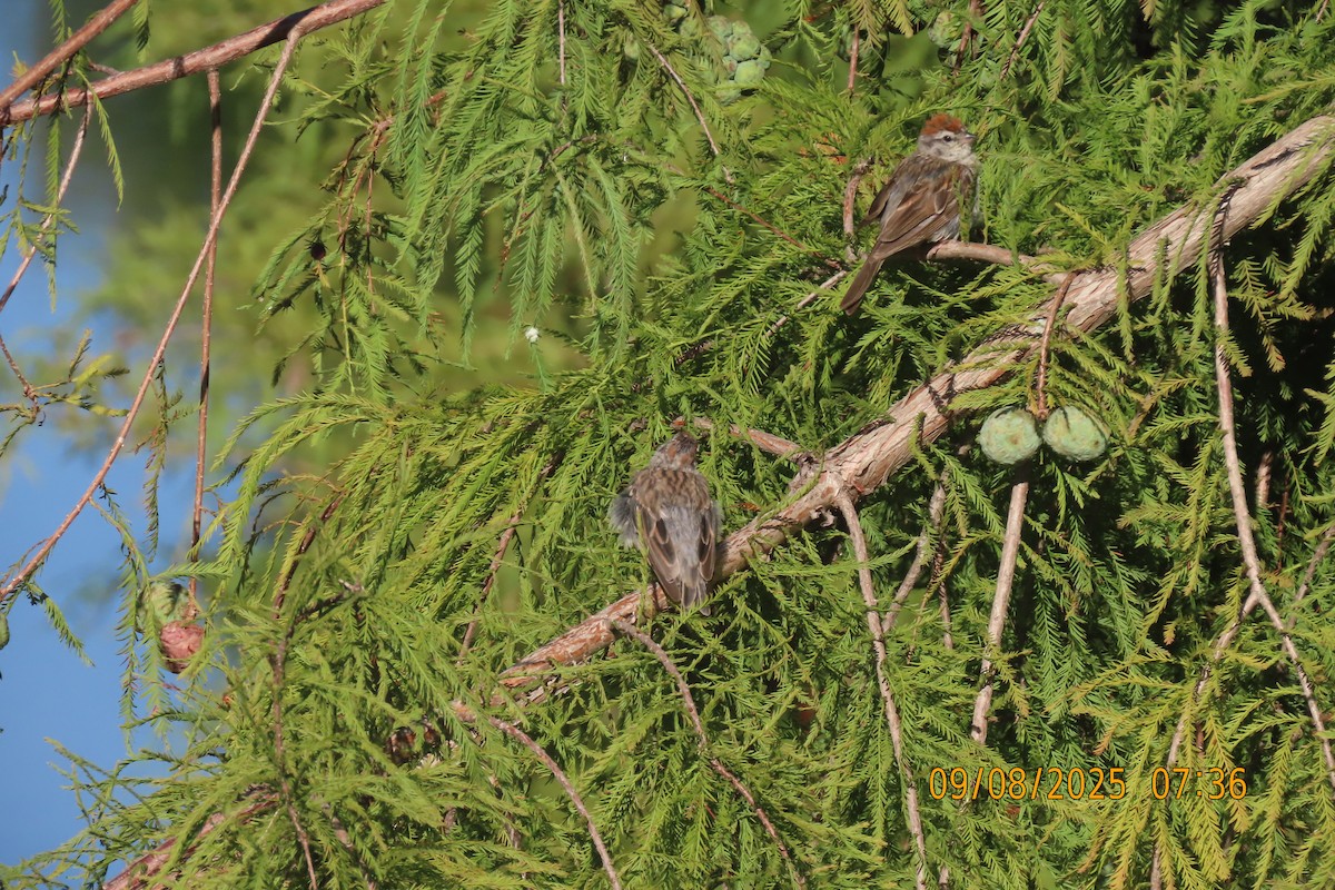Chipping Sparrow - ML641599617