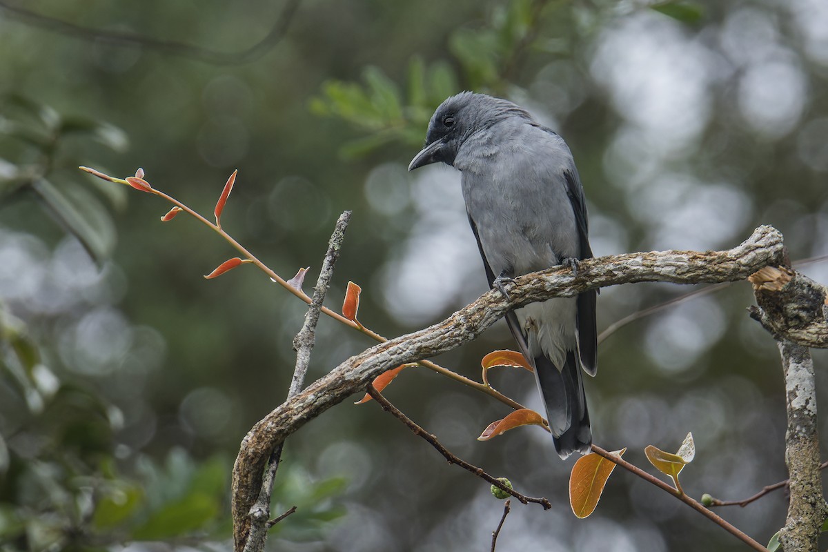 Malayan Cuckooshrike - ML641599629