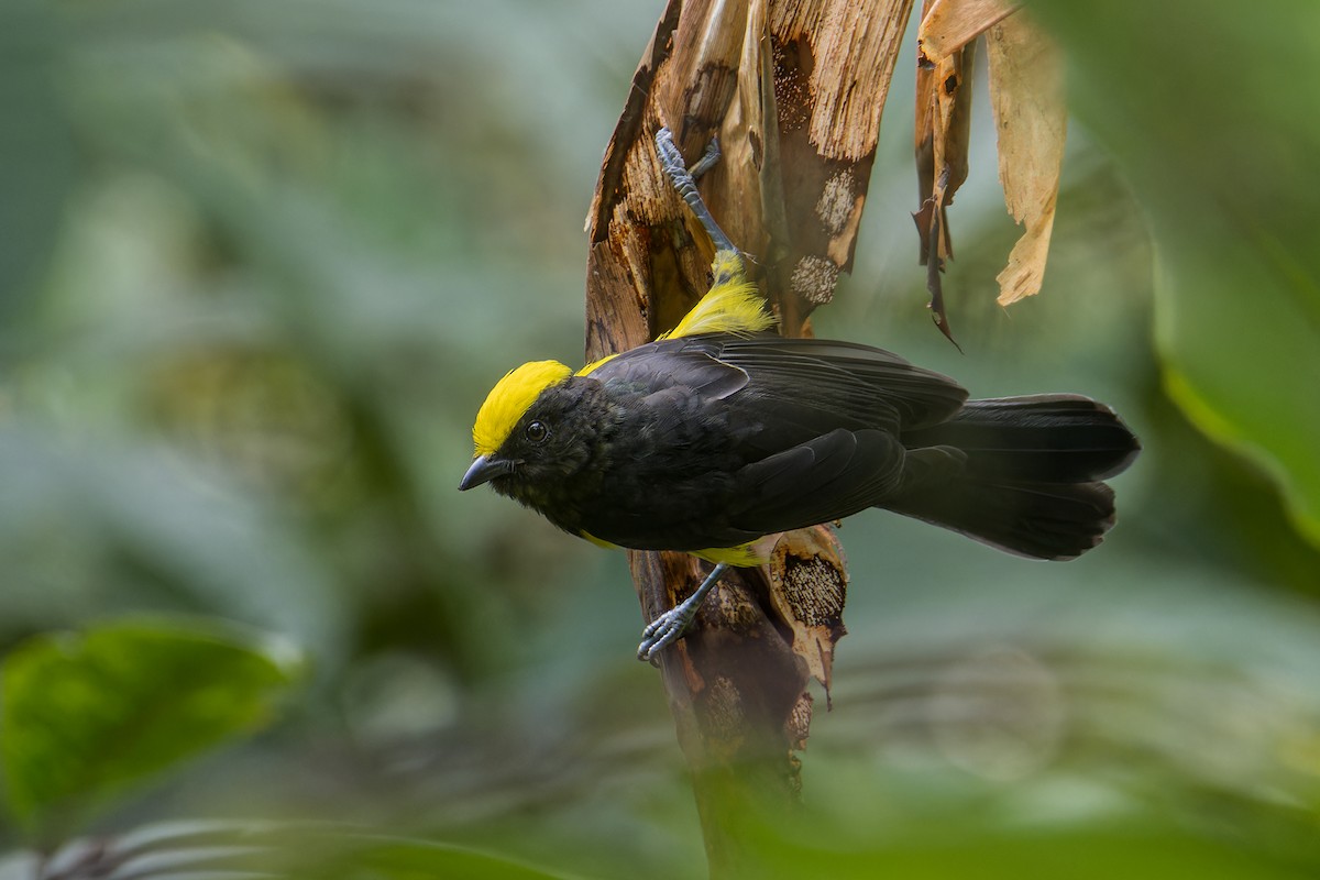 Sultan Tit (Yellow-crested) - ML641599642