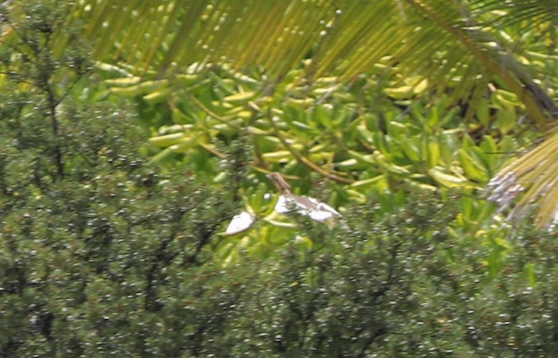 Chinese Pond-Heron - ML641599643