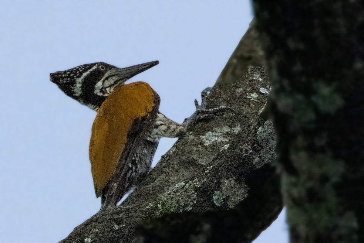 Greater Flameback - ML641599684