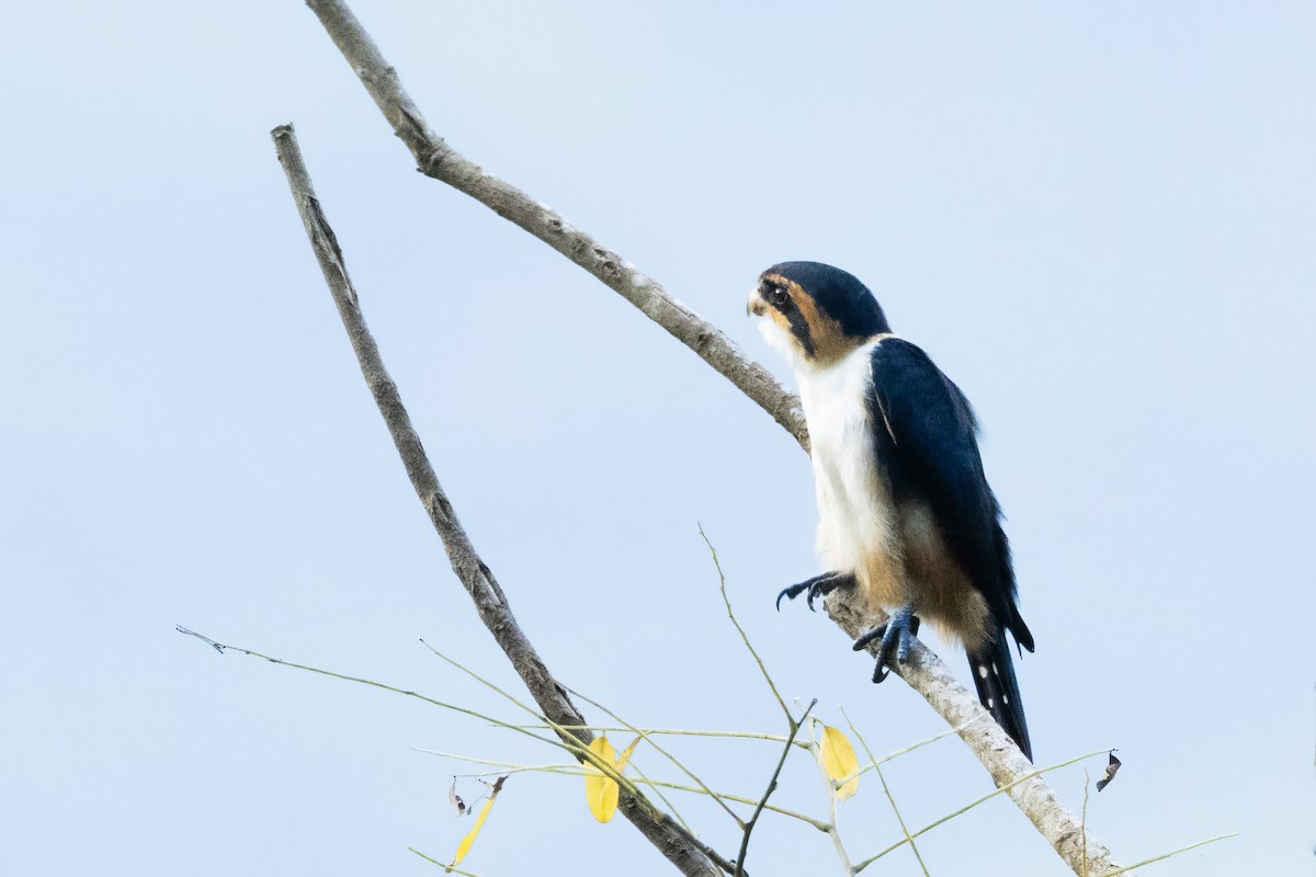 Collared Falconet - ML641599692
