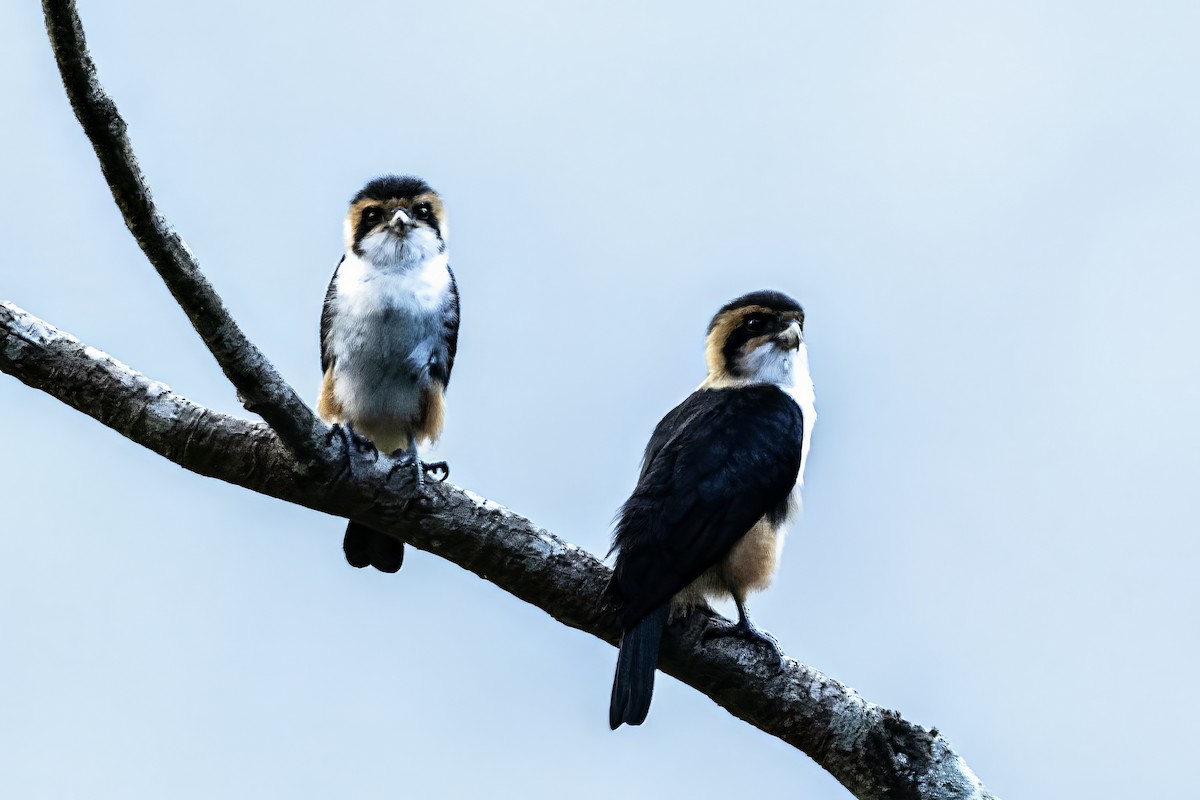 Collared Falconet - ML641599693