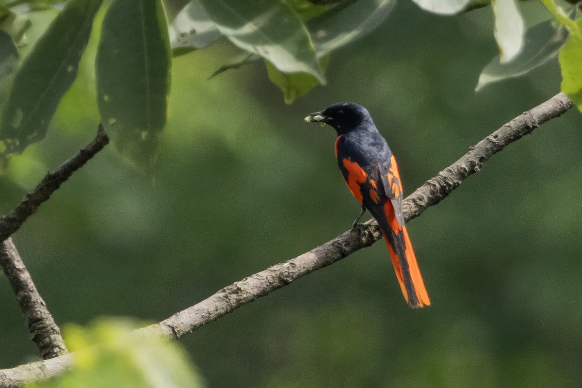Scarlet Minivet - ML641599699