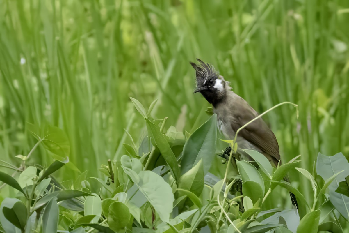 Himalayan Bulbul - ML641599724