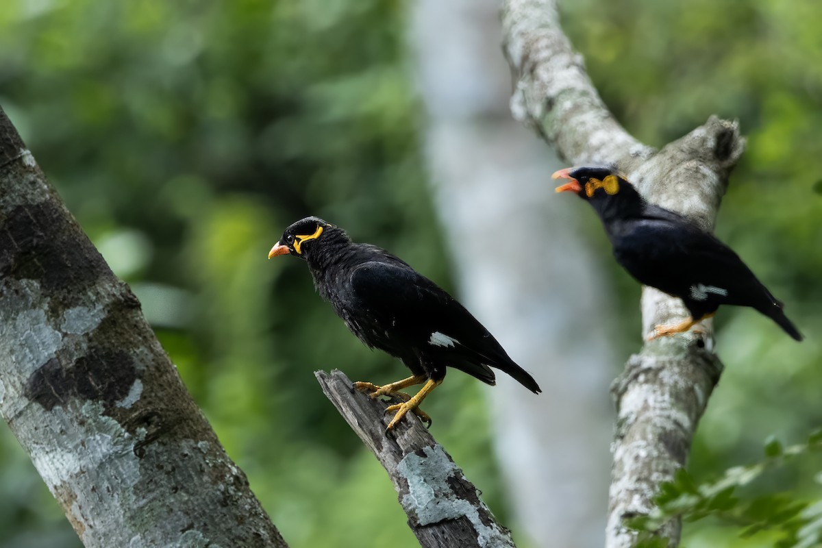 Common Hill Myna - ML641599727