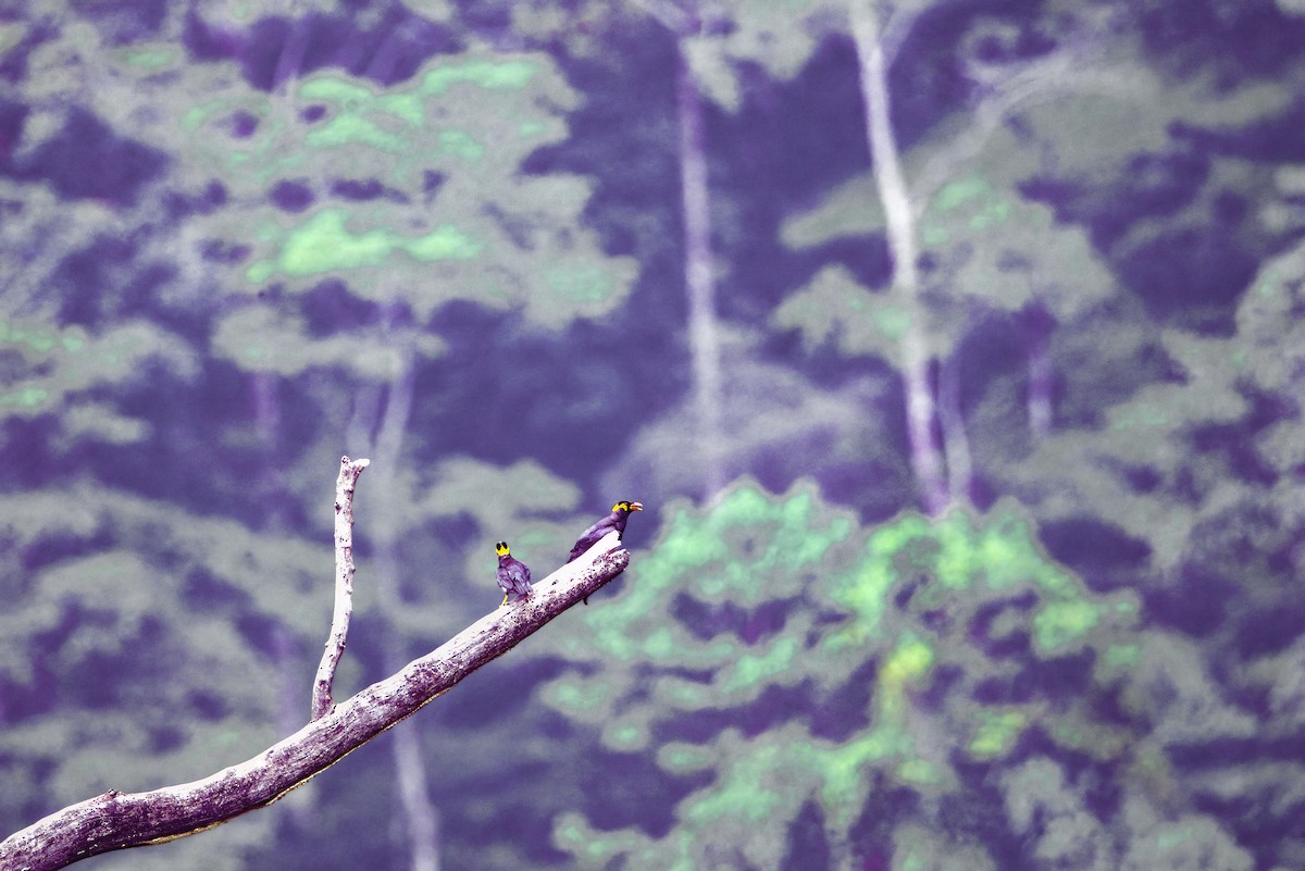 Common Hill Myna - ML641599728