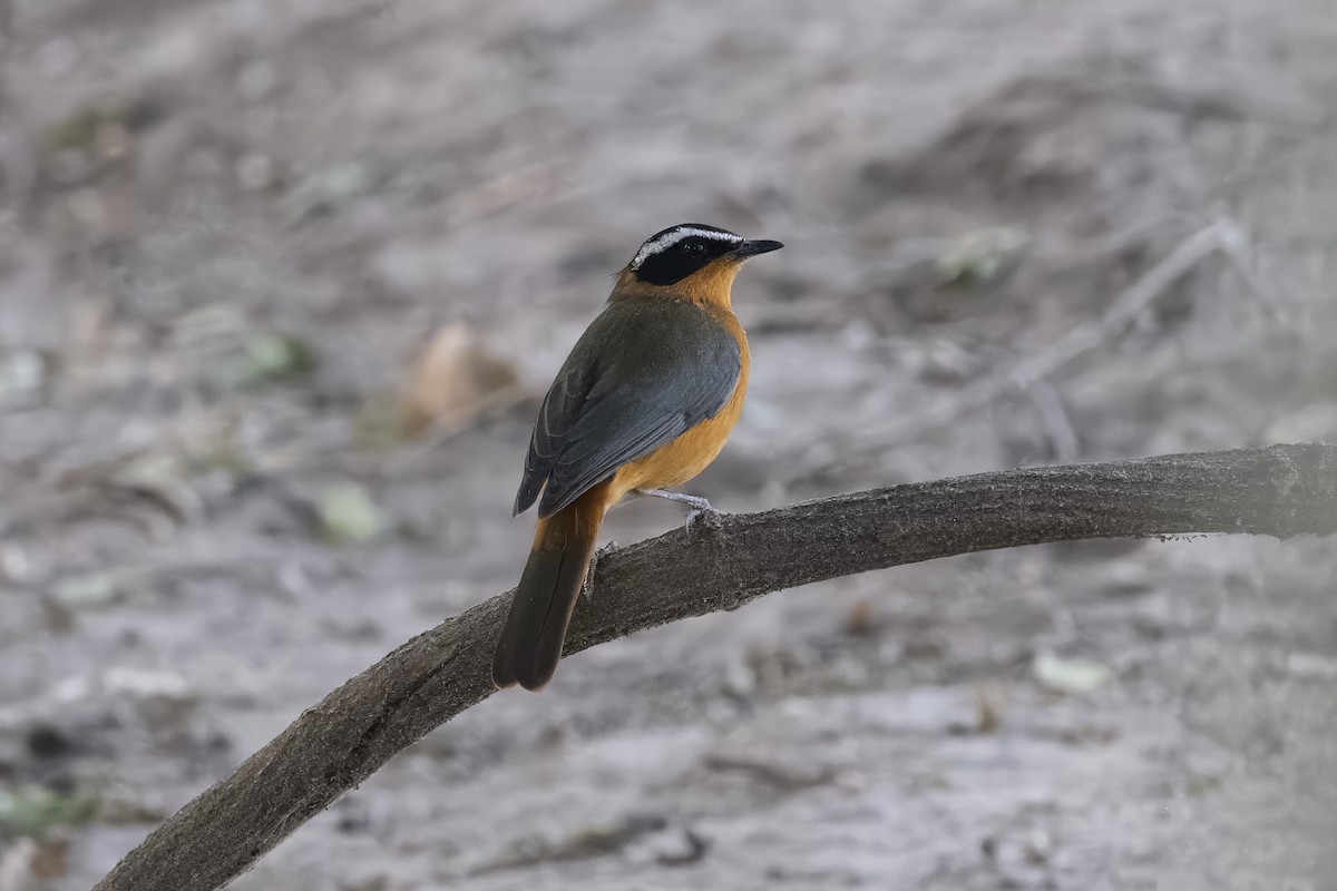 White-browed Robin-Chat - ML641599730