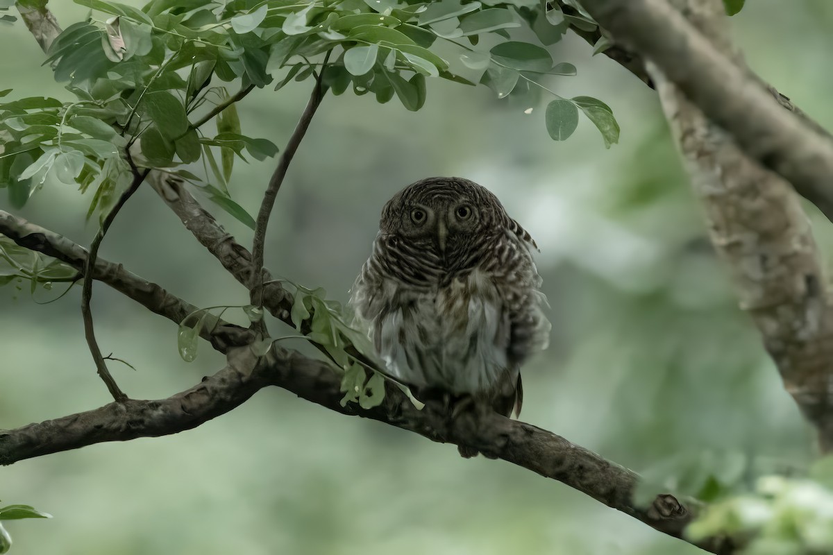 Asian Barred Owlet - ML641599792
