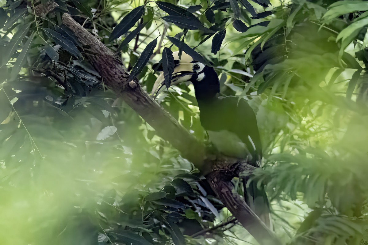 Oriental Pied-Hornbill - ML641599805