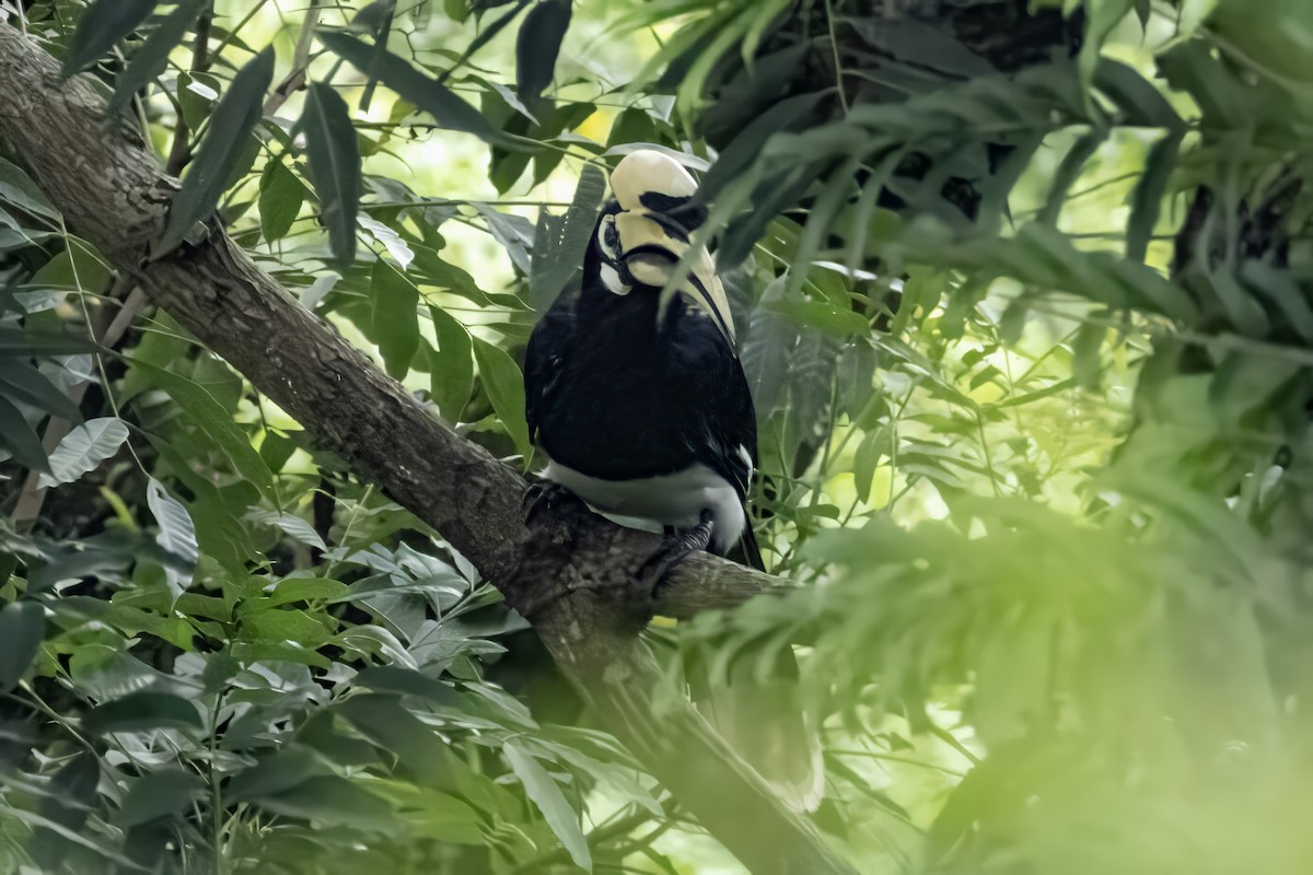 Oriental Pied-Hornbill - ML641599806