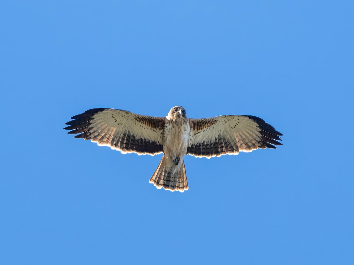 Little Eagle - ML641599819