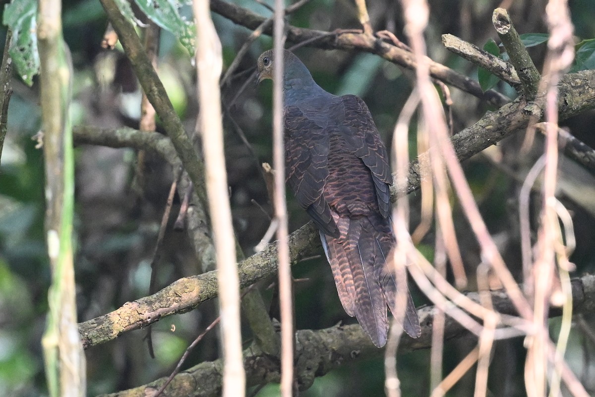 Barred Cuckoo-Dove - ML641599838