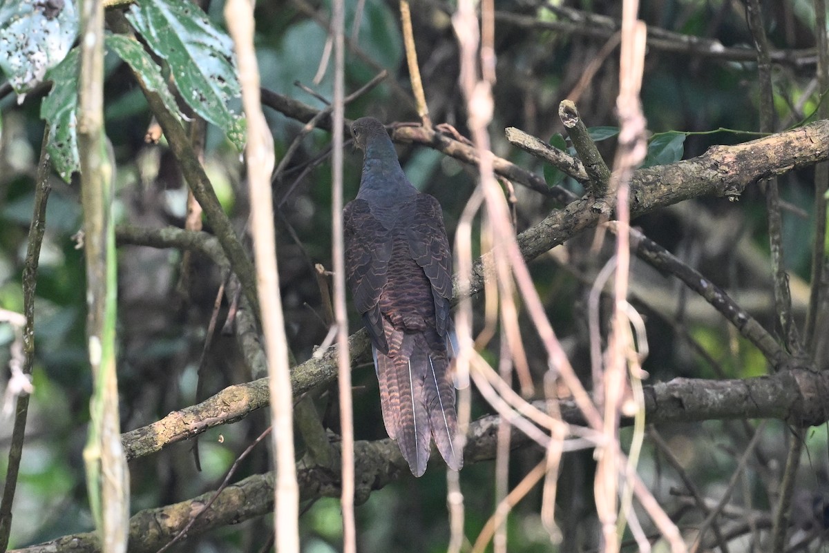 Barred Cuckoo-Dove - ML641599839