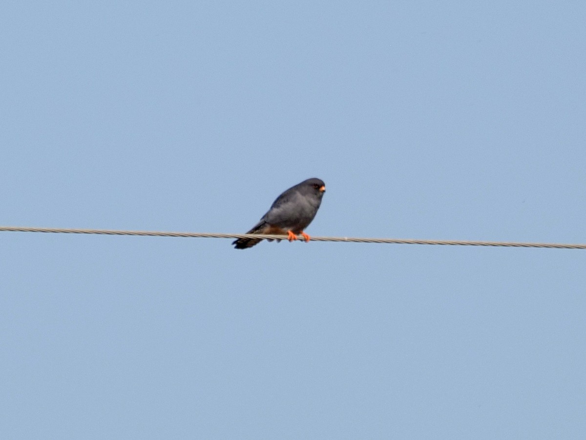 Red-footed Falcon - ML641599840
