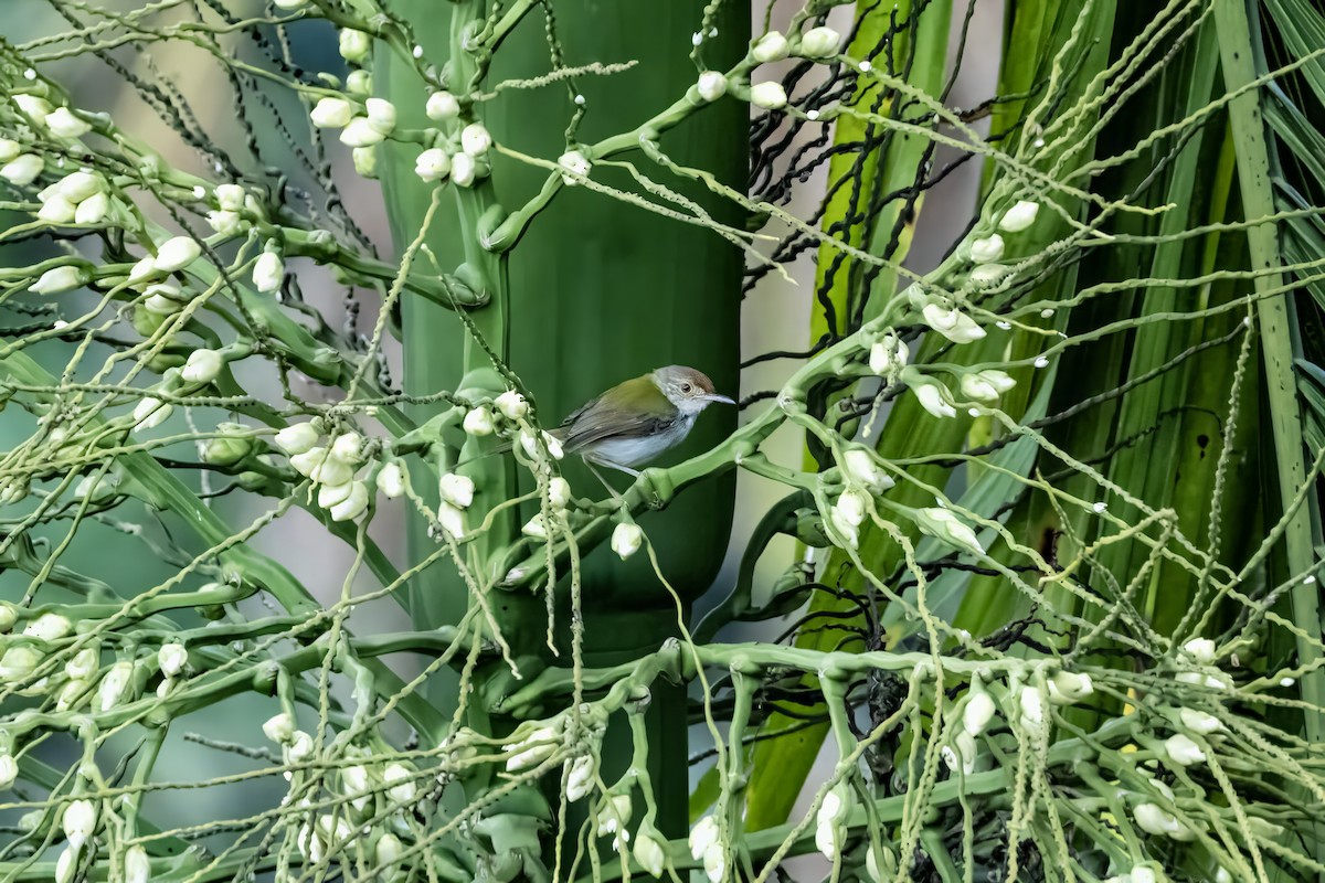 Common Tailorbird - ML641599846