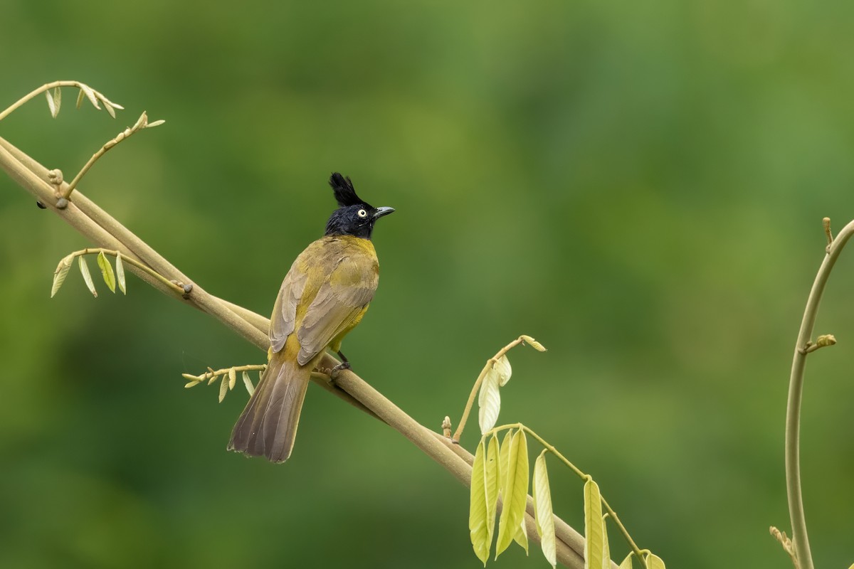 Black-crested Bulbul - ML641599856