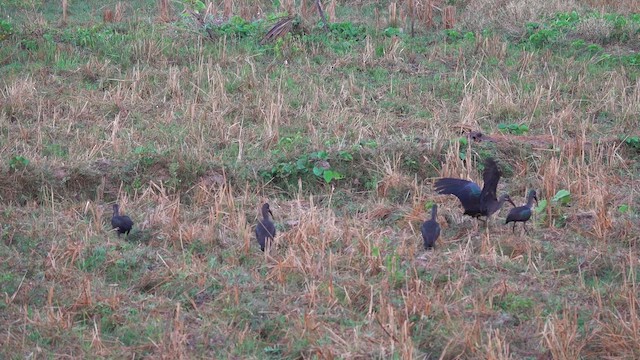 Hadada Ibis - ML641599857