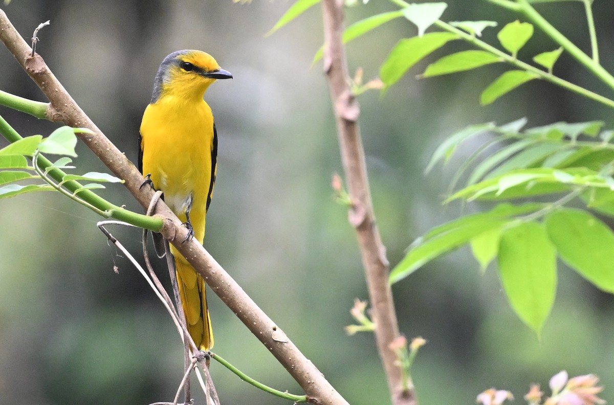 Scarlet Minivet - ML641599864
