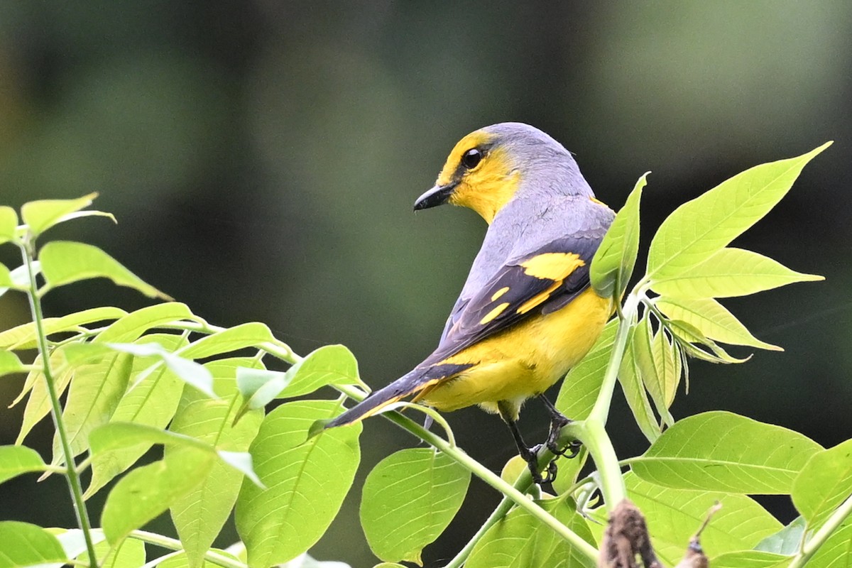 Scarlet Minivet - ML641599865