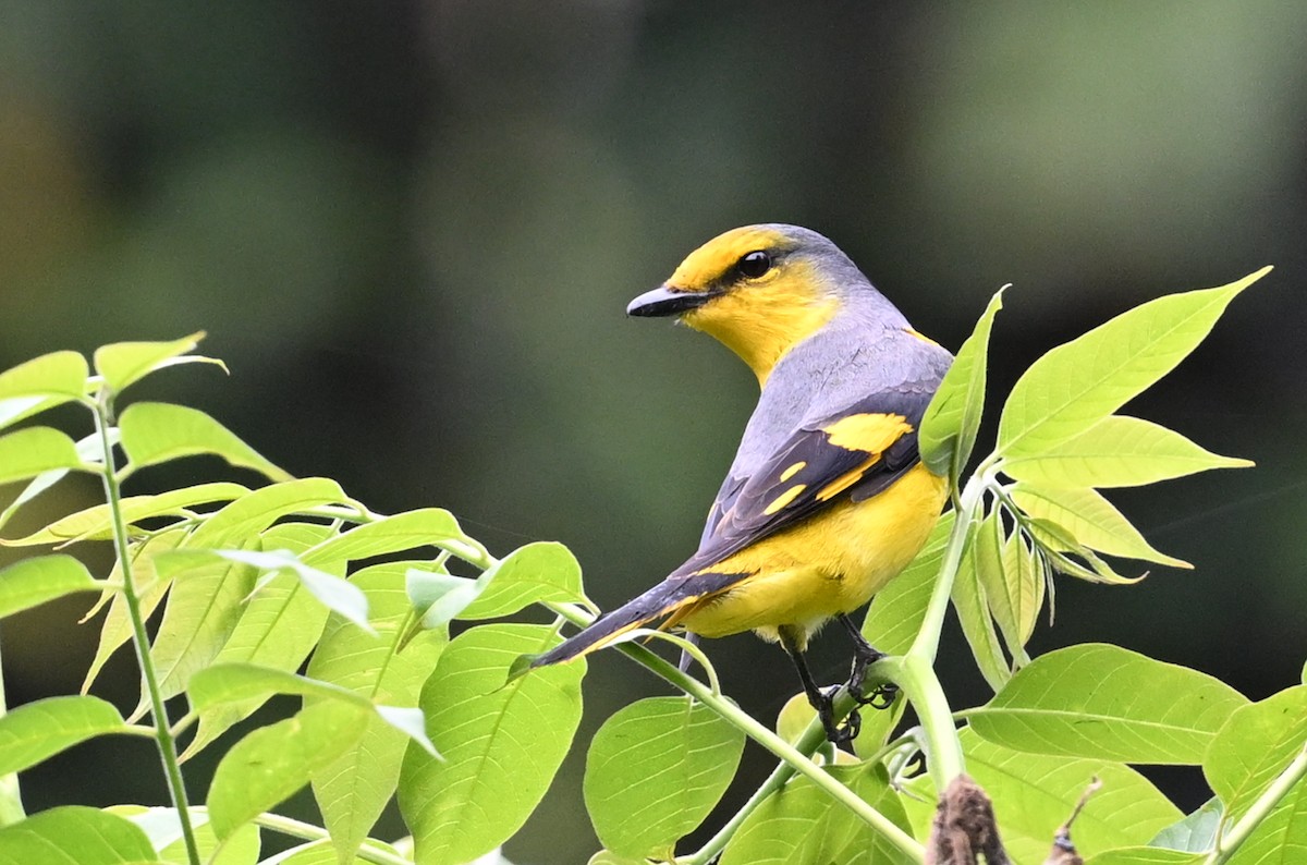 Scarlet Minivet - ML641599866