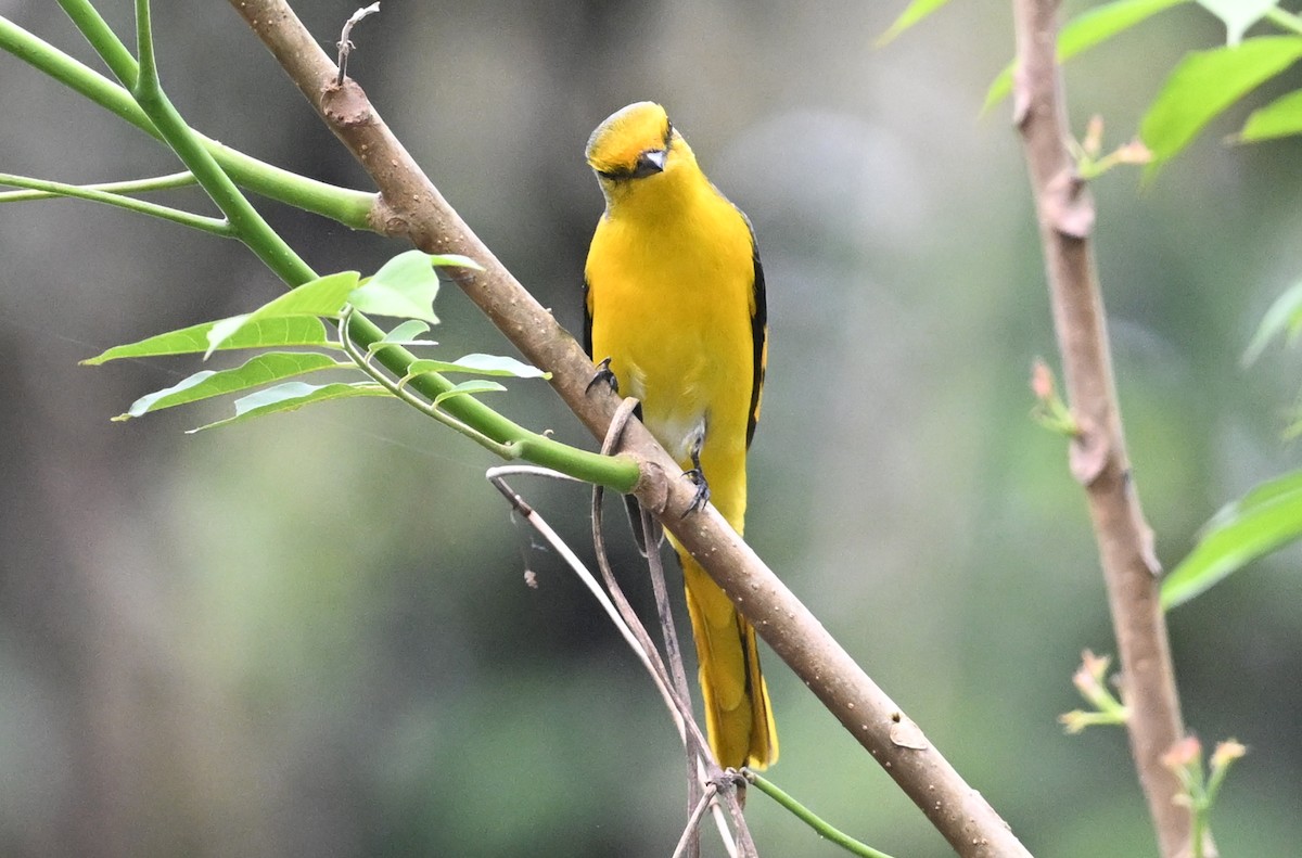 Scarlet Minivet - ML641599867