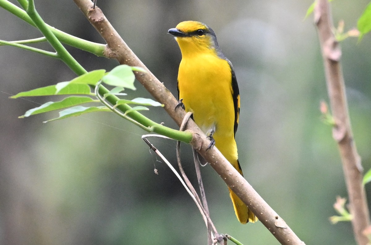 Scarlet Minivet - ML641599868