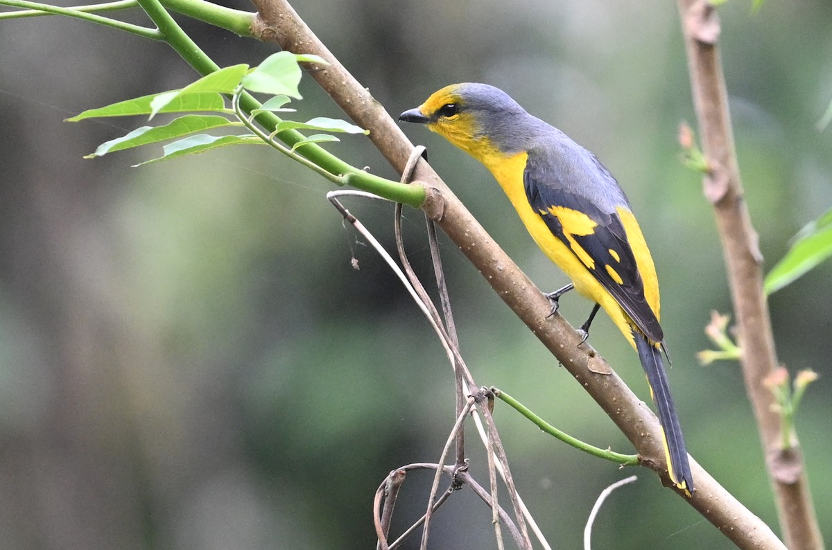 Scarlet Minivet - ML641599869