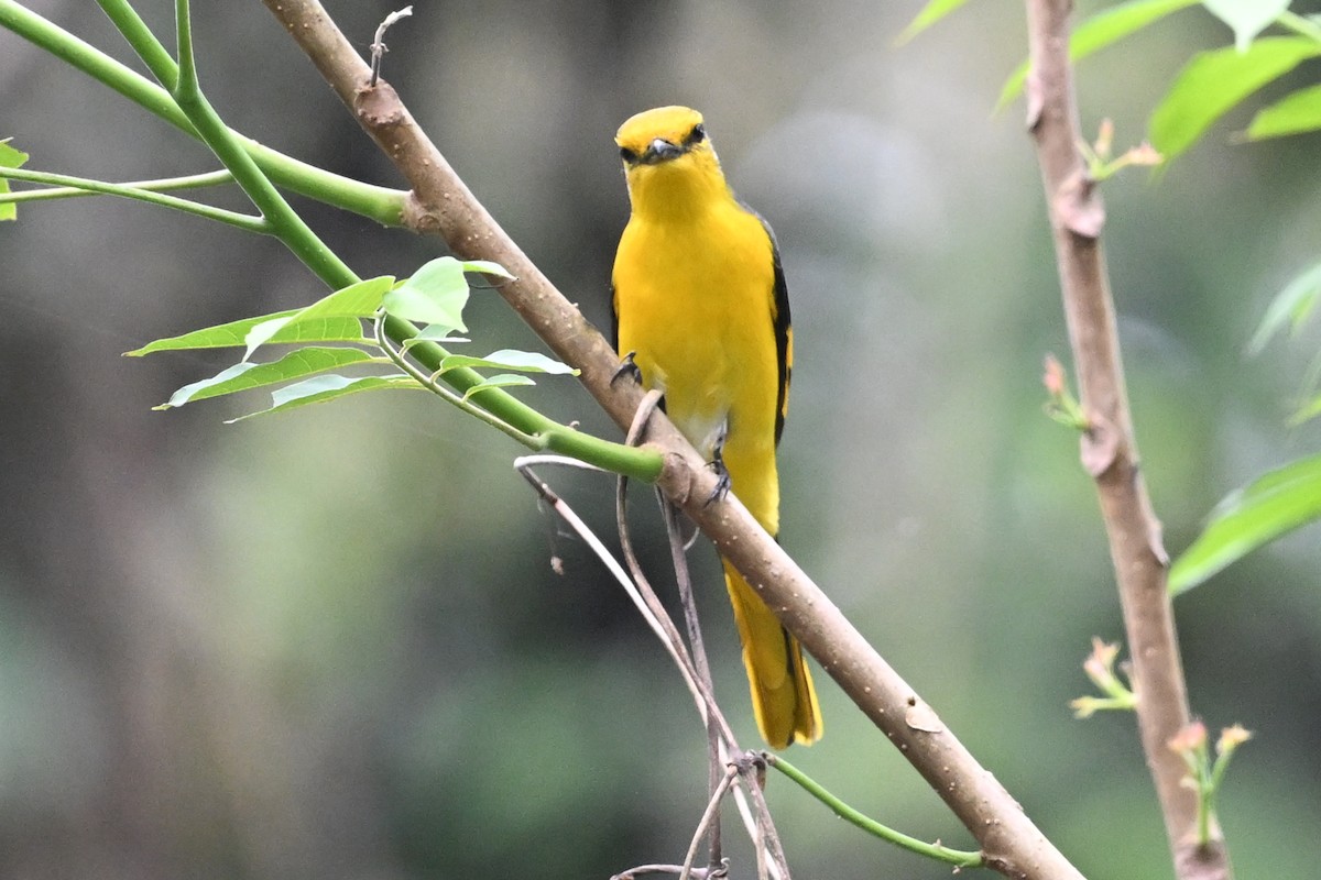 Scarlet Minivet - ML641599870