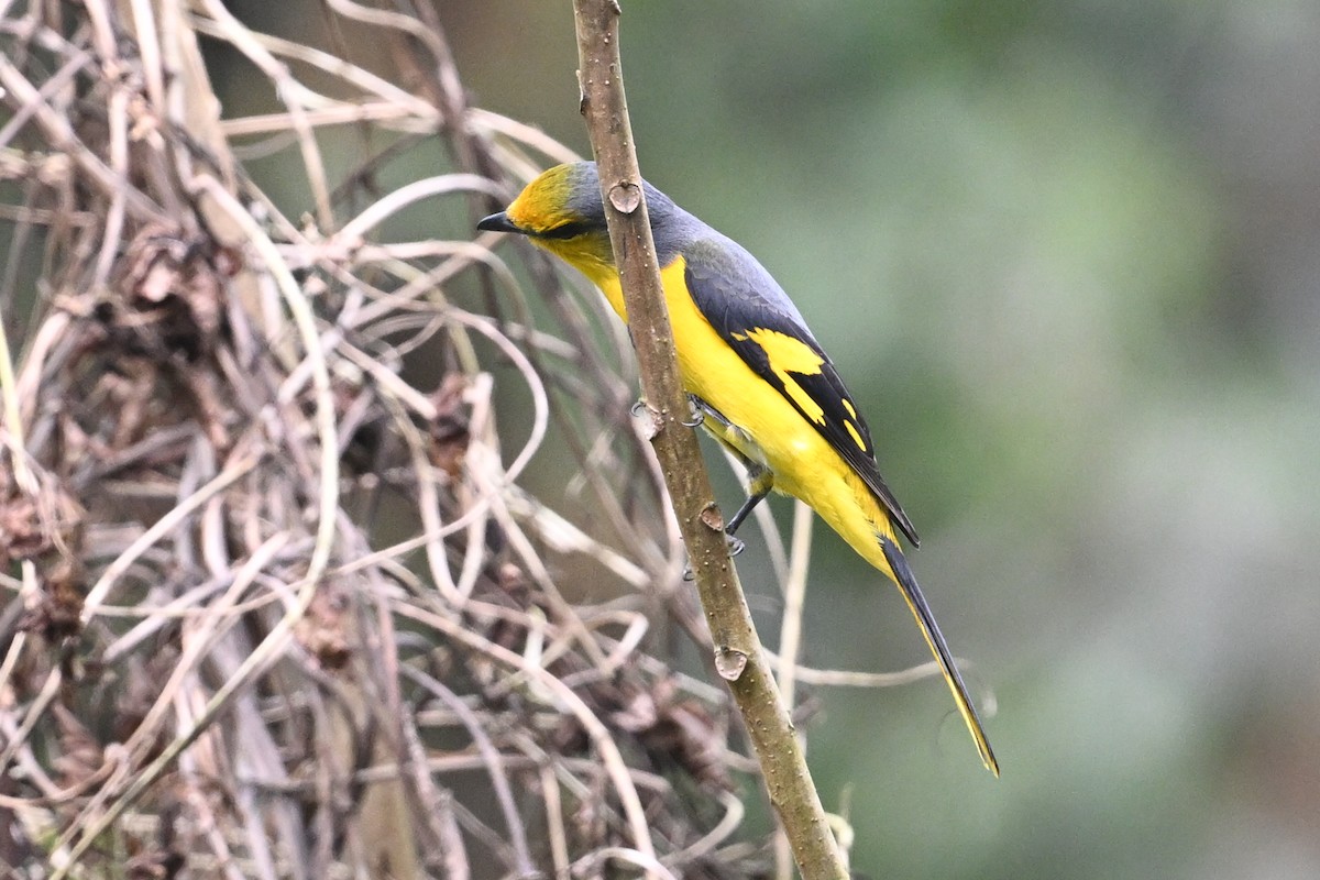 Scarlet Minivet - ML641599871