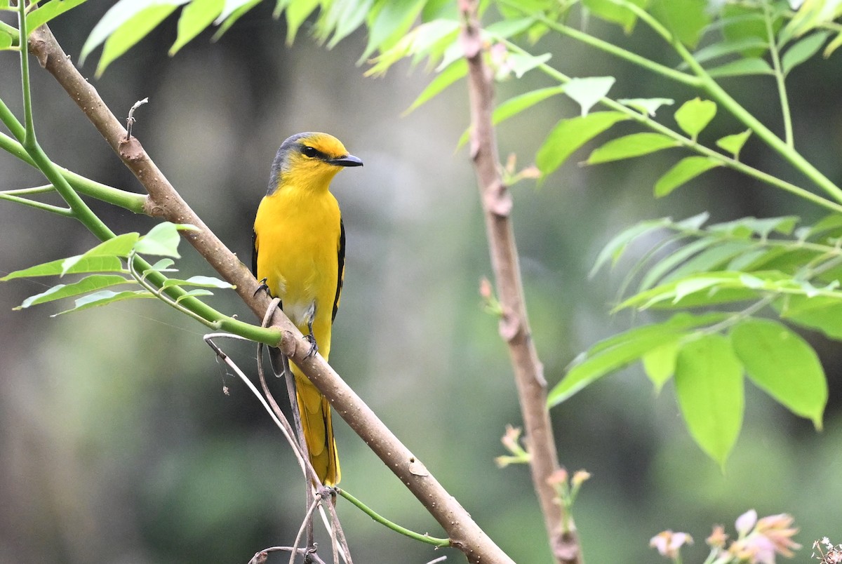 Scarlet Minivet - ML641599872