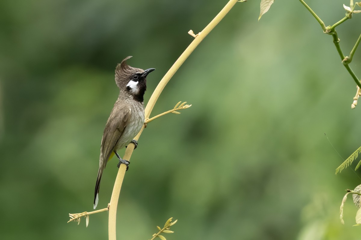 Himalayan Bulbul - ML641599873