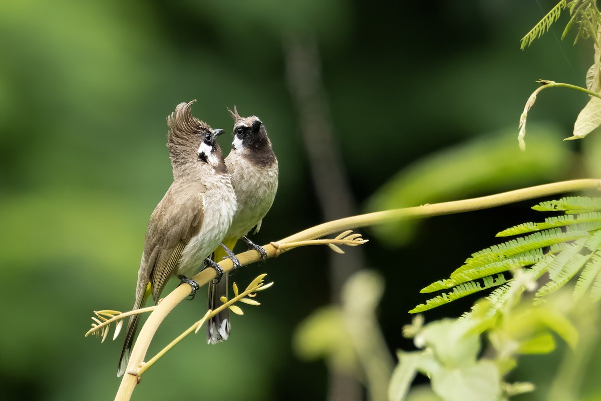 Himalayan Bulbul - ML641599874