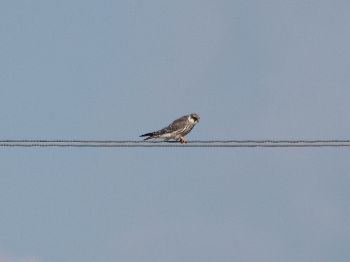 Red-footed Falcon - ML641599875