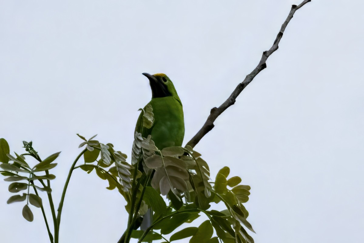 Golden-fronted Leafbird - ML641599880