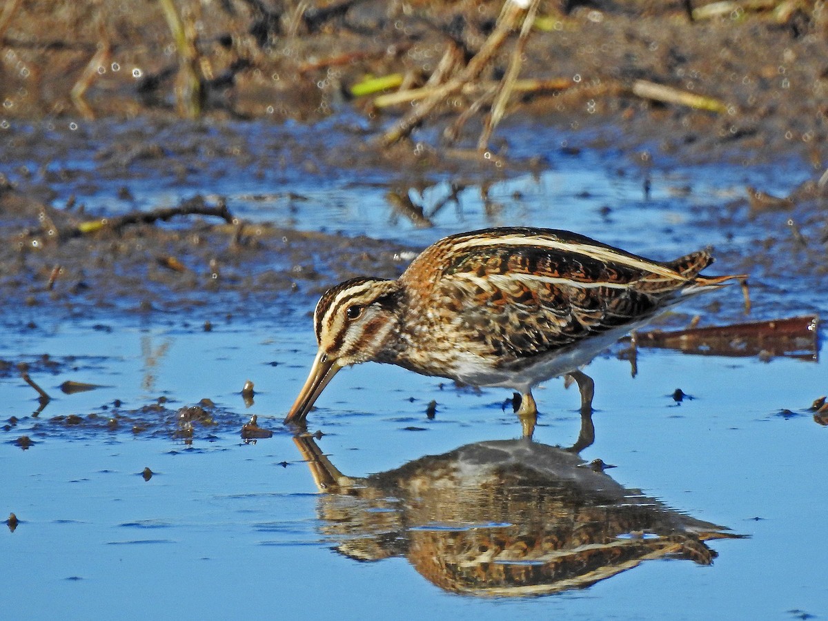 Jack Snipe - ML641599881