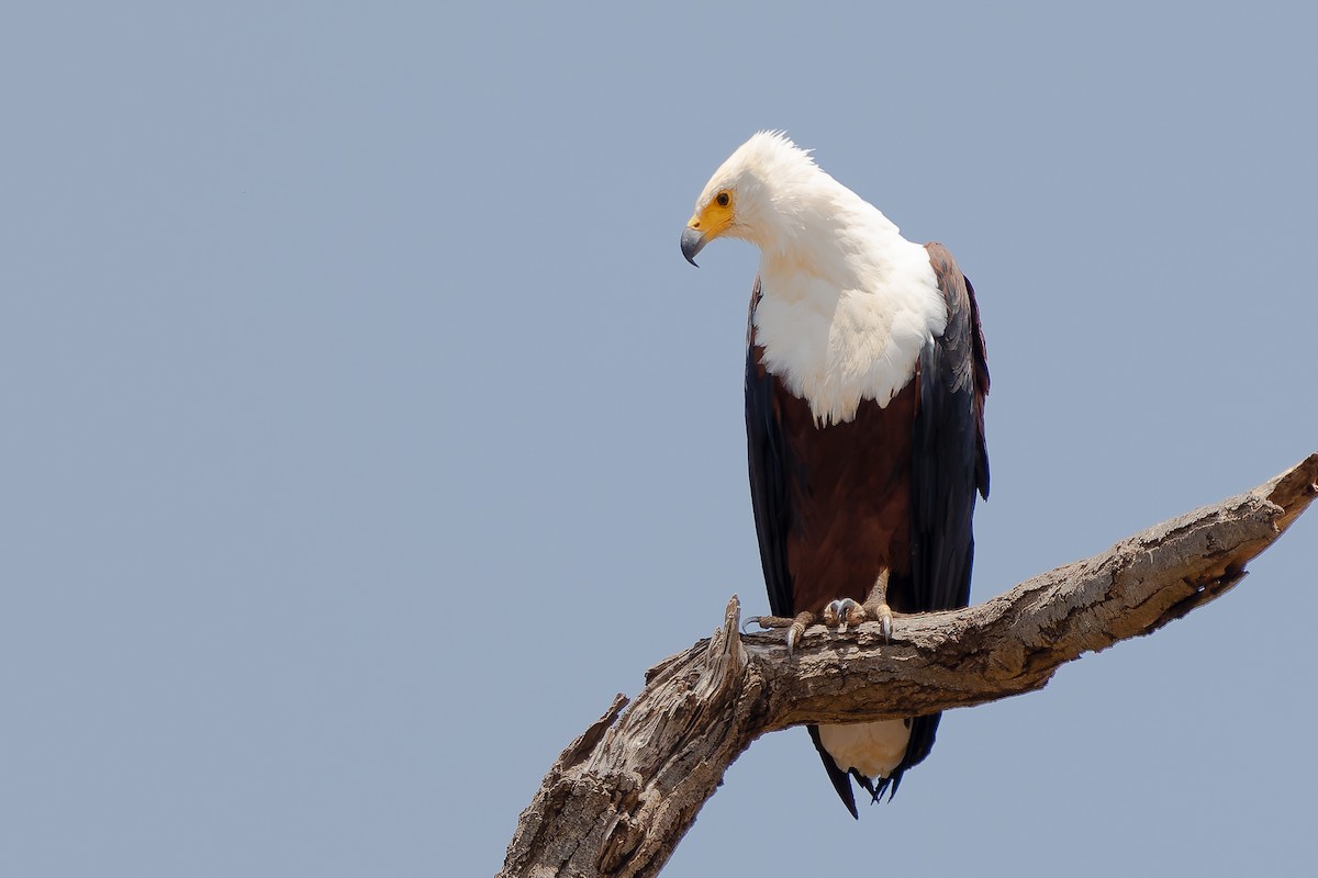 Schreiseeadler - ML641599887