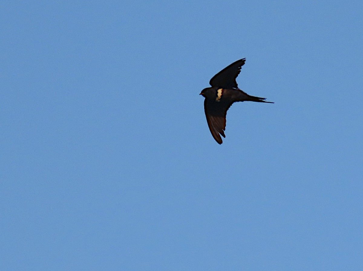 White-banded Swallow - ML641599889