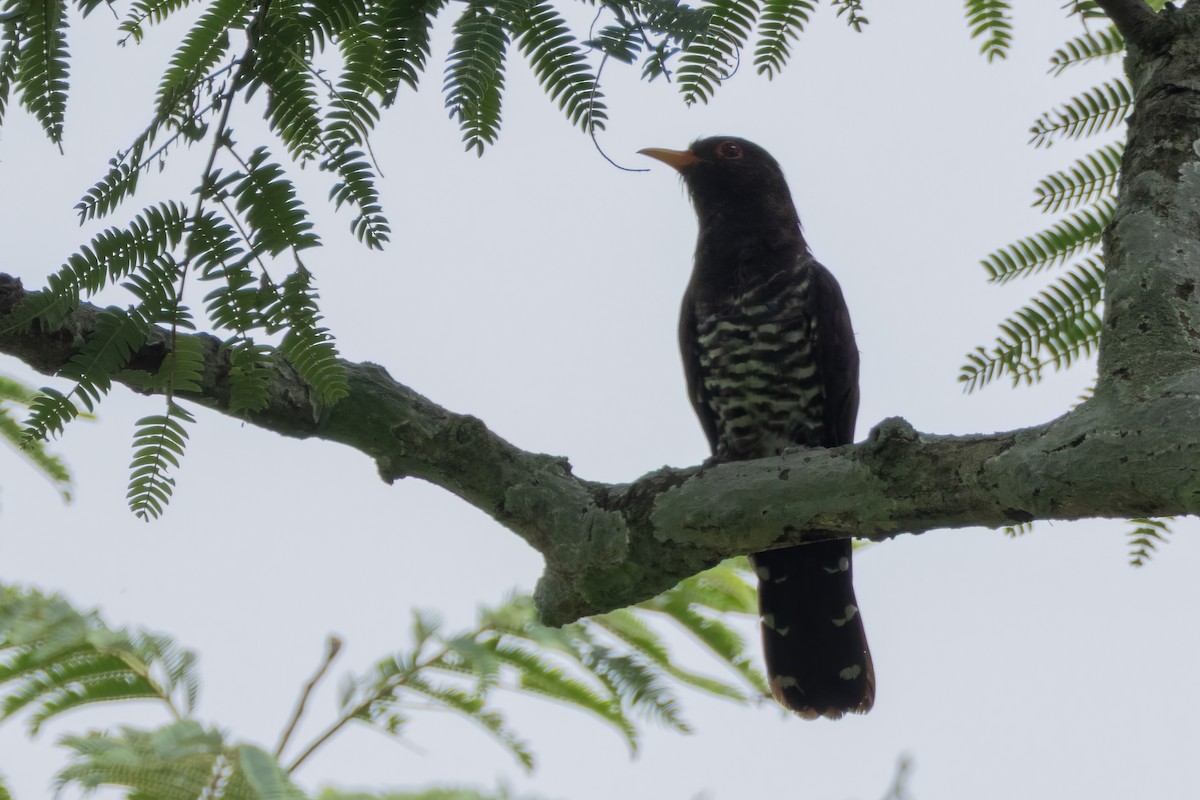 Violet Cuckoo - ML641599894