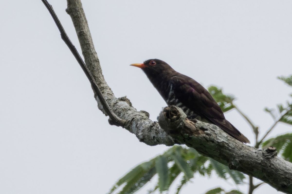 Violet Cuckoo - ML641599895