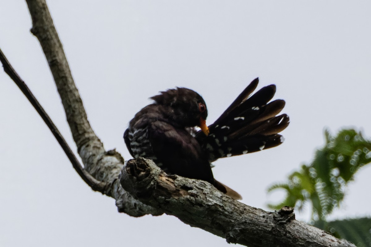 Violet Cuckoo - ML641599896